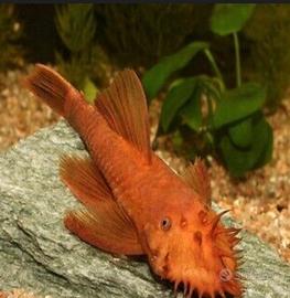 Pesce- Ancistrus super red