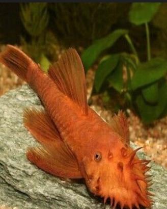 Pesce- Ancistrus super red