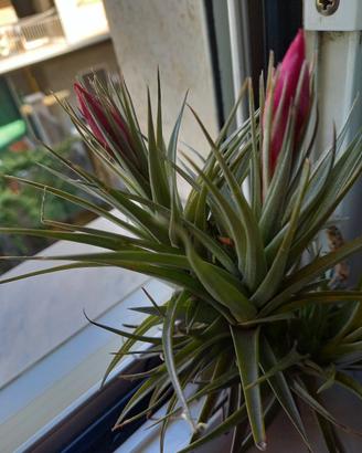 pianta di tillandsia ora senza fiori