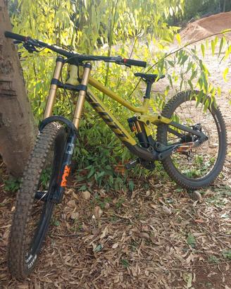 Scott gambler tuned