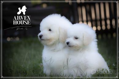 Barboncino bianco. toy