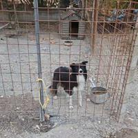 Border collie da lavoro