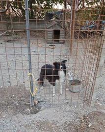 Border collie da lavoro