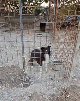 Border collie da lavoro