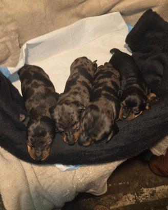 Cuccioli bassotti arlecchini