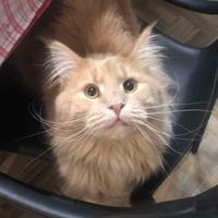 Femmina Maine Coon 5 anni