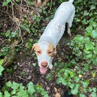 Bracco Pointer da tartufo