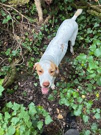 Bracco Pointer da tartufo
