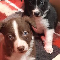 Cucciolo border collie