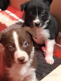 Cucciolo border collie