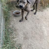 Cane corso