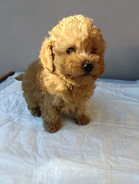 Corinne barboncino toy