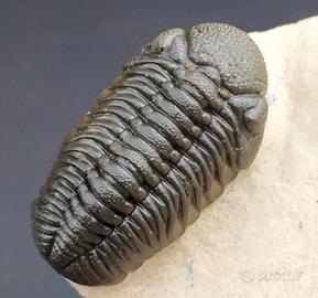 Trilobite - su matrice - morocops ovatus 