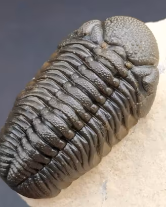 Trilobite - su matrice - morocops ovatus 