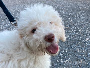 Lagotto Romagnolo