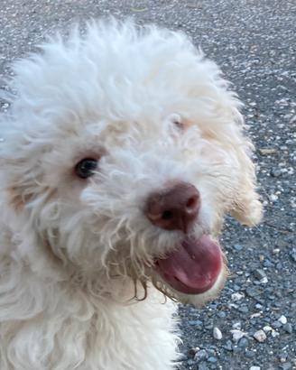 Lagotto Romagnolo