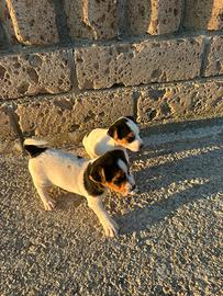 Cuccioli di jack russel