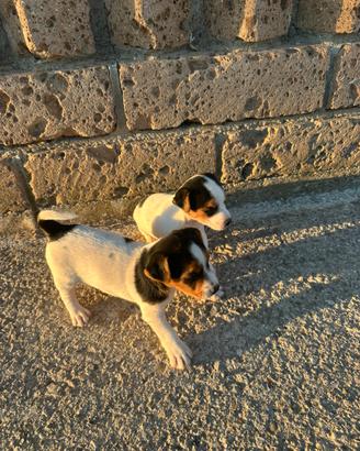 Cuccioli di jack russel