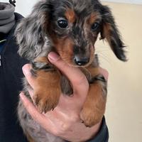 Bassotto cuccioli pelo lungo