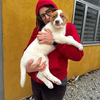 Blue cucciolo meticcio pastore