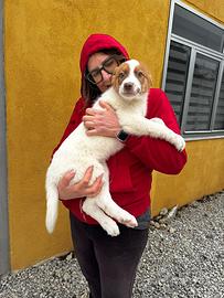 Blue cucciolo meticcio pastore