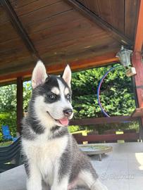 Cuccioli husky
