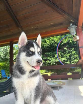 Cuccioli husky