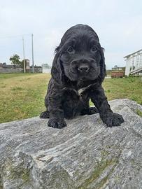 cuccioli cocker 
