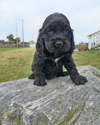 cuccioli cocker 