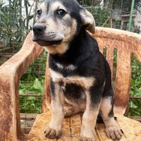 Tanya, incrocio PT, taglia media, 3 mesi