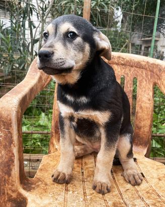 Tanya, incrocio PT, taglia media, 3 mesi