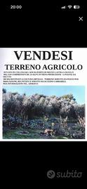 Terreno orto con pozzo olivi frutti recintato