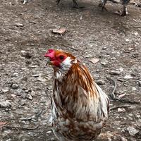 Galli e galline OLIVEEGGER
