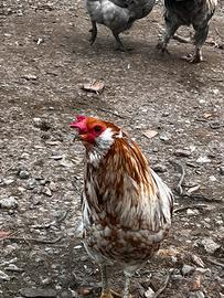 Galli e galline OLIVEEGGER