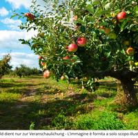 Frutteto a Marlengo