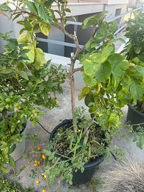 Pianta di cedro maxima fruttata