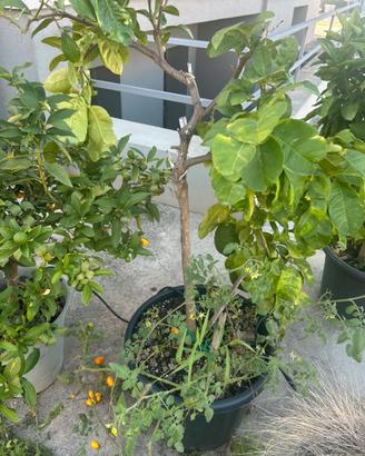 Pianta di cedro maxima fruttata