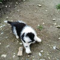 Cucciolo maschio Border Collie bianco nero