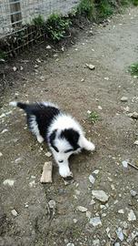 Cucciolo maschio Border Collie bianco nero