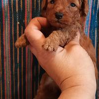 Barboncino toy pedigree enci