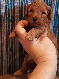 Barboncino toy pedigree enci