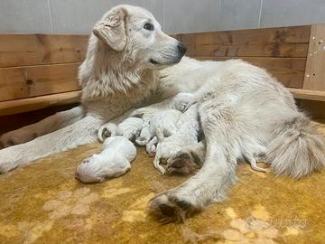 Pastore maremmano abruzzese cuccioli