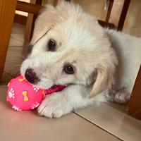 Cucciola incrocio Golden Retriever