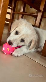 Cucciola incrocio Golden Retriever