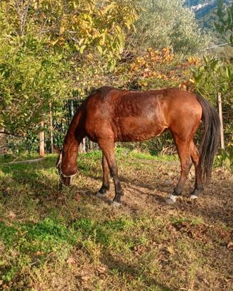 Cavalla