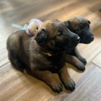 Cuccioli Pastore Belga Malinois