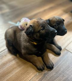 Cuccioli Pastore Belga Malinois