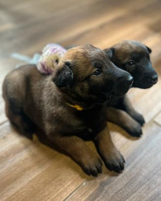 Cuccioli Pastore Belga Malinois