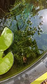 Elodea 