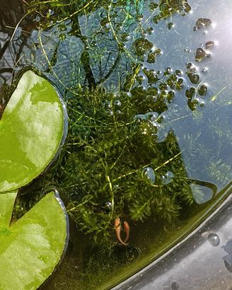 Elodea 